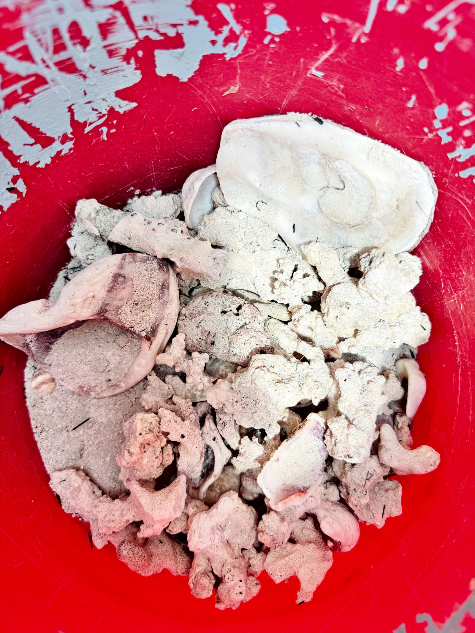 Roca Viva para Acuario Marino 🐠🪨 Ideal para Reef – Natural y Lista para Uso