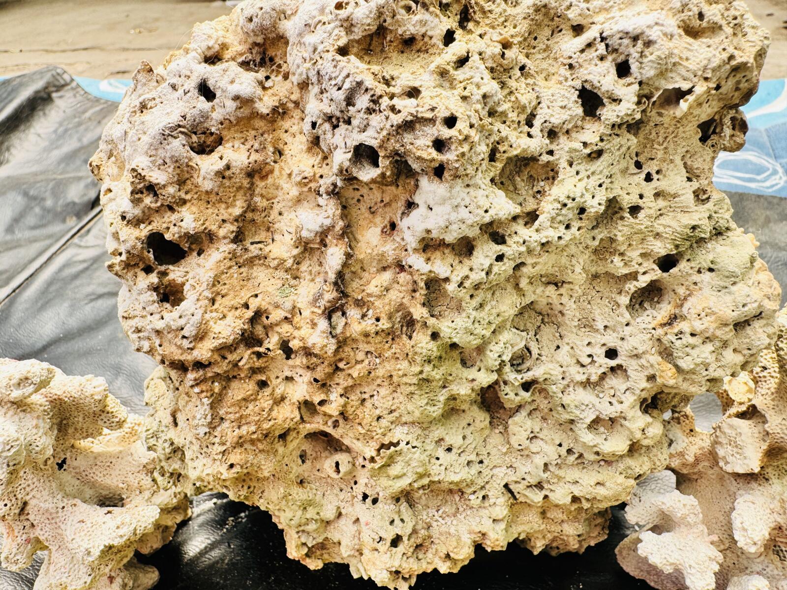 Roca Viva para Acuario Marino 🐠🪨 Ideal para Reef – Natural y Lista para Uso