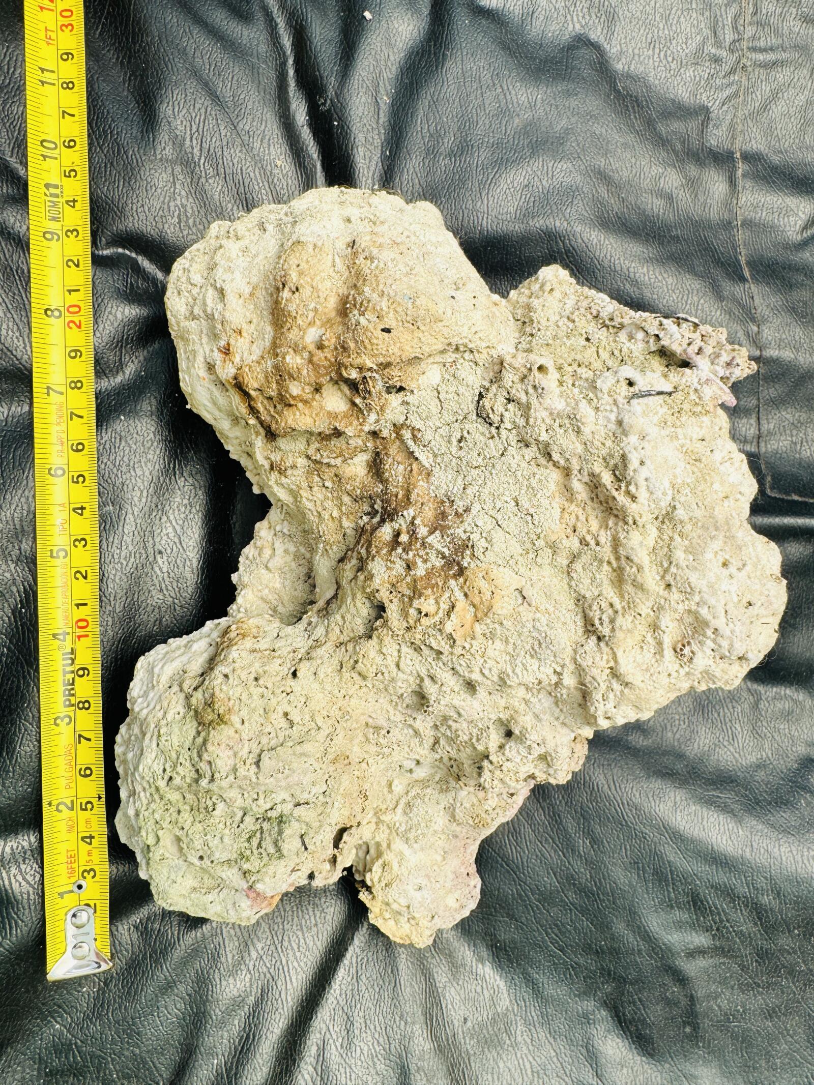 Roca Viva para Acuario Marino 🐠🪨 Ideal para Reef – Natural y Lista para Uso