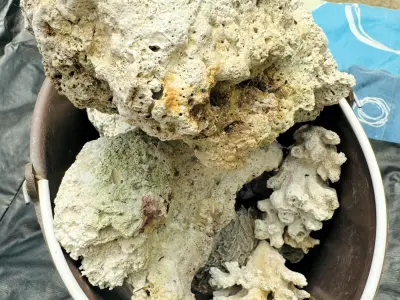 Roca Viva para Acuario Marino 🐠🪨 Ideal para Reef – Natural y Lista para Uso